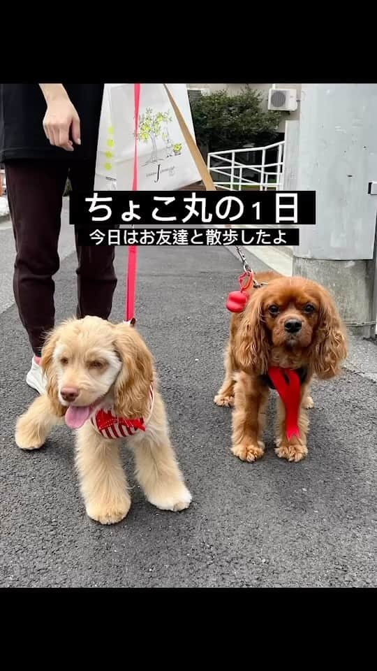 中島史恵のインスタグラム