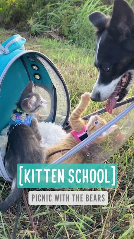 Jazzy Cooper Fostersのインスタグラム：「Kitten school — picnic with the Bears」
