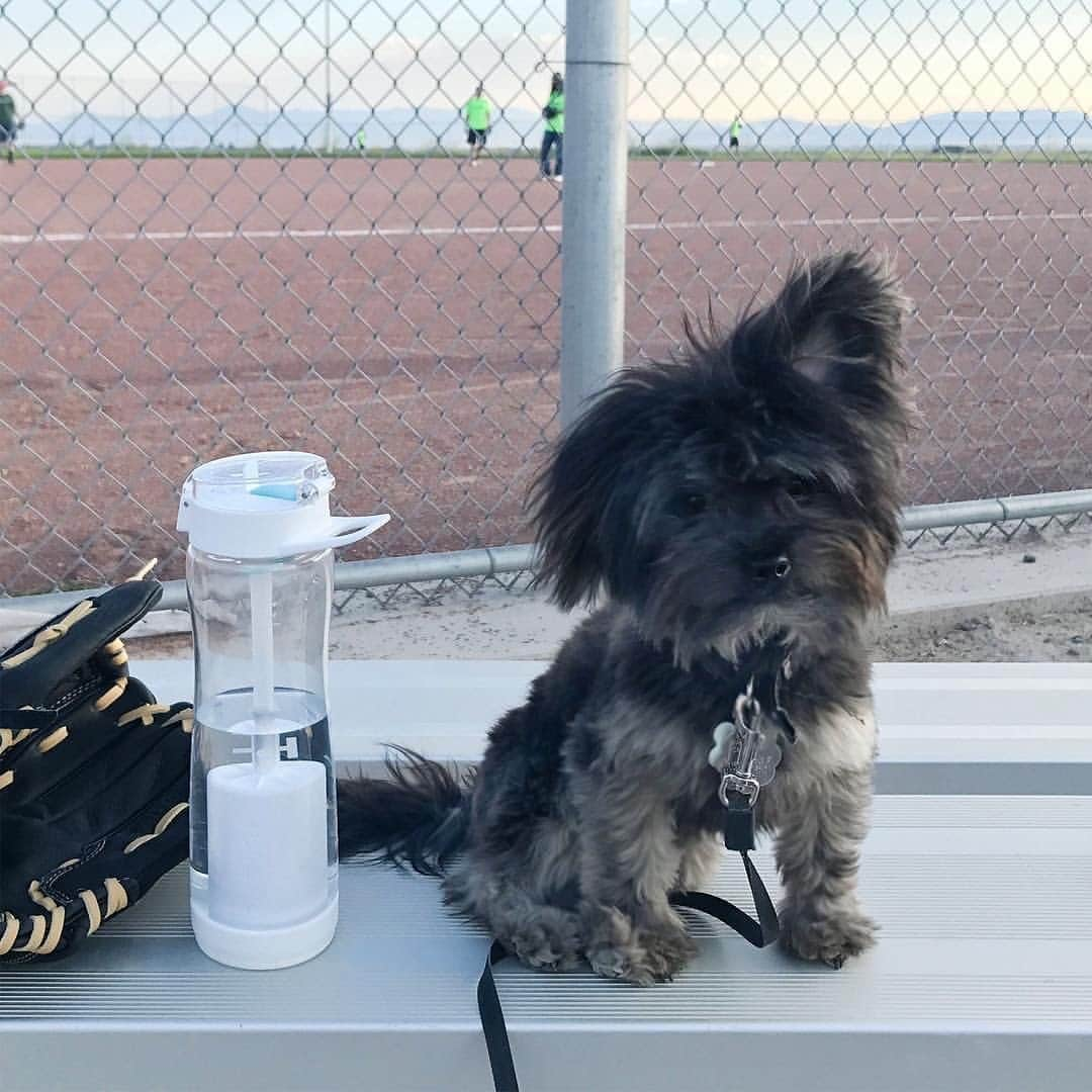 ARIIX Officialさんのインスタグラム写真 - (ARIIX OfficialInstagram)「Let's raise a paw for easy hydration on-the-go! ⁠ ⁠ 🐾Whether you're out for a walk, on an adventure or at the ballpark, having the portable #Puritii Tritan Water Bottle for you and your furry friend is a game-changer.💧⁠ ⁠ Learn more about how this water bottle is a home run for hydration at the link in our bio. ⁠ ⁠ #PartnerCo #WaterBottle #Hydrate #StayHydrated #DrinkWater #Puppy #Dog」7月21日 6時37分 - partnercoglobal