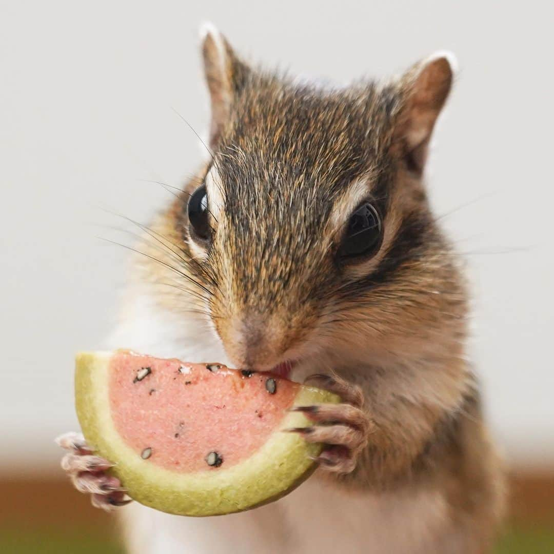 ビッケ & トッドのインスタグラム：「#Sophie Yummy🍉  夏はスイカが美味しいね♪  #chipmunk #シマリス #リス」