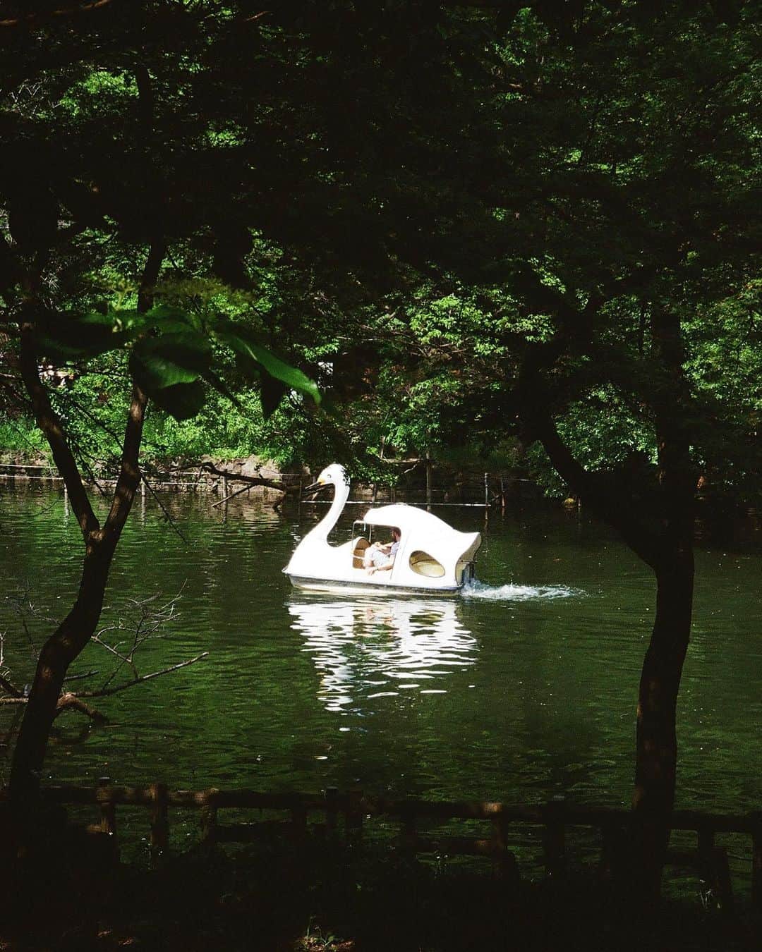 永井響さんのインスタグラム写真 - (永井響Instagram)「🪴🙂☁️🪿🐈  #filmphotography  #filmcamera」7月21日 16時20分 - kyonagaijr