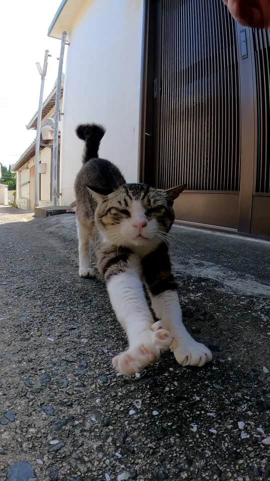 感動猫動画のインスタグラム：「玄関前に人懐っこいキジ白猫ちゃんがいた」