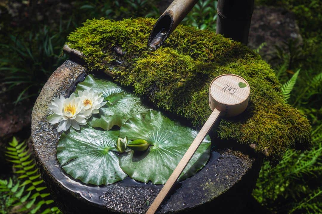 関西電力株式会社のインスタグラム：「＼花手水の聖地🌸柳谷観音 楊谷寺／ 本日は、楊谷寺から手水をパシャリ📸  京都の自然豊かな山中に位置する、楊谷寺。 歴史あるこのお寺で、ここ数年、SNSを中心に注目を集めているのが 四季折々の「花手水（はなちょうず）」。  「四季を感じられる聖地にしたい」との思いから、2017年より花手水がスタート🌟 手を浄める手水舎が四季の草花で彩られ、目に“癒しの風景”を届けてくれます。  みなさんオススメの関西のスポットがあれば、コメントで教えてください！  #関西電力 #灯りフォト部 #みずいろネット #柳谷観音 #楊谷寺 #花手水 #花スタグラム #日本の絶景 #日本の景色 #関西旅行 #関西観光 #京都旅行 #京都観光 #京都旅 #写真好きな人と繋がりたい #カメラ好きな人と繋がりたい」