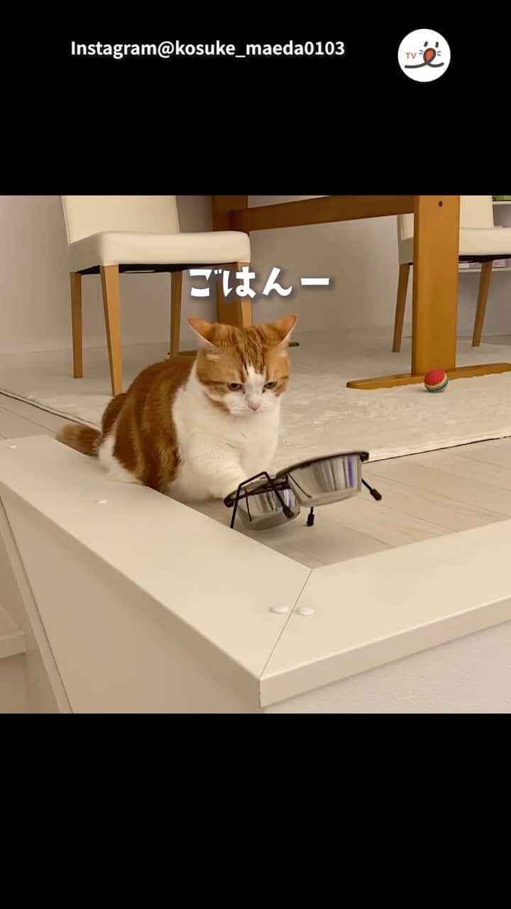 PECOねこ部のインスタグラム