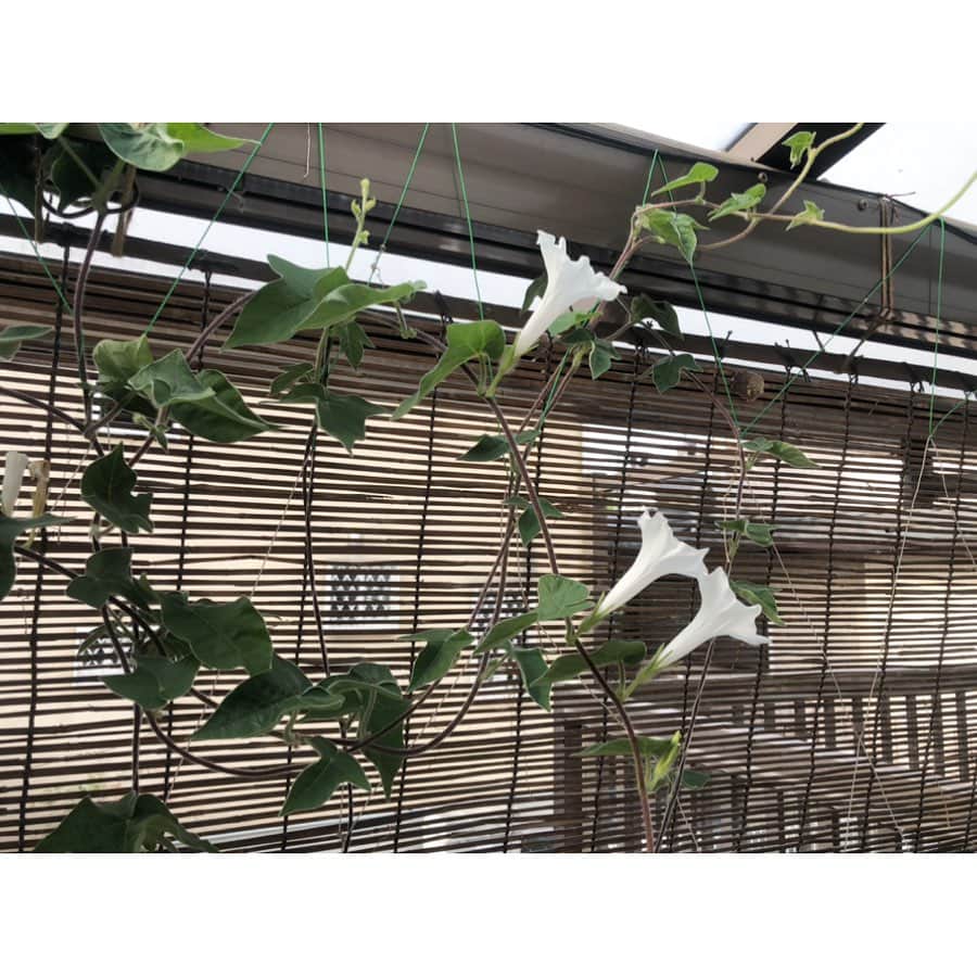 井山三希子さんのインスタグラム写真 - (井山三希子Instagram)「・ ベランダの朝顔が咲き始めた しばらく部屋からも楽しるなぁ」7月21日 8時31分 - nikoyagi