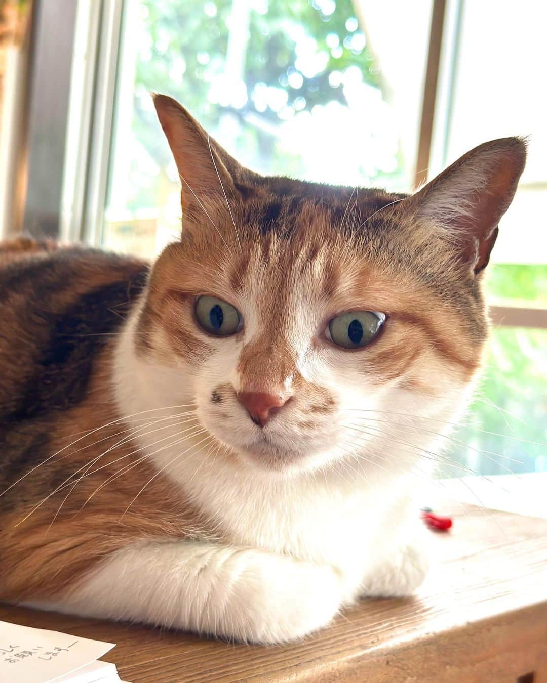 山田稔明さんのインスタグラム写真 - (山田稔明Instagram)「おはよ。ドクダミ姫Tシャツの発送作業してるところで、到着した！という方とまだ来てない方がいると思います。もう少しお待ちください！ #ポチ実 #三毛猫」7月21日 8時25分 - toshiakiyamada