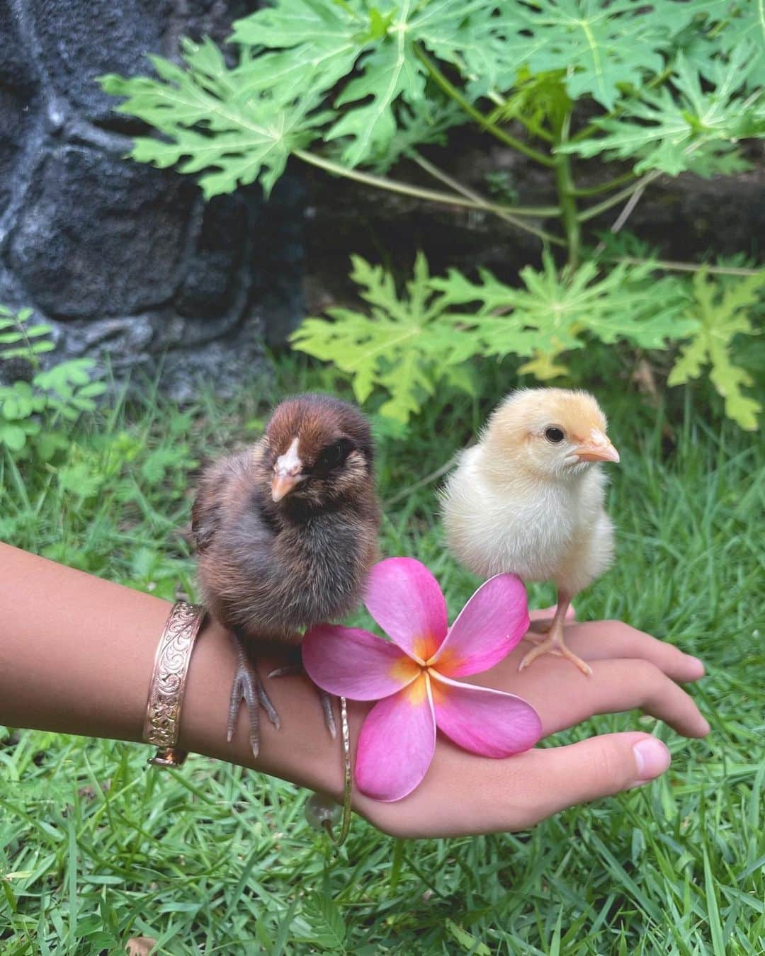 吉川ひなののインスタグラム：「今日のひよこたち🐥🐣  ちょっとずつ大きくなってる♡  #HinanoFarm」