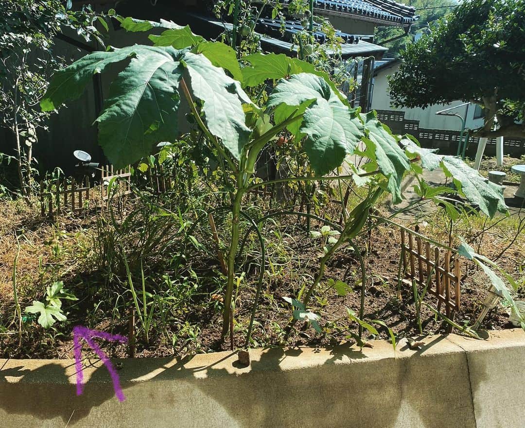 野本かりあさんのインスタグラム写真 - (野本かりあInstagram)「オクラがメキメキと育つ。 矢印の子は、瀕死だったオクラ。 まだ小さいままだし、実はならないけど、立派な葉っぱを太陽に照らして、元気そう。 君はそれで良いのだ❣️ #家庭菜園」7月21日 8時40分 - karianomoto