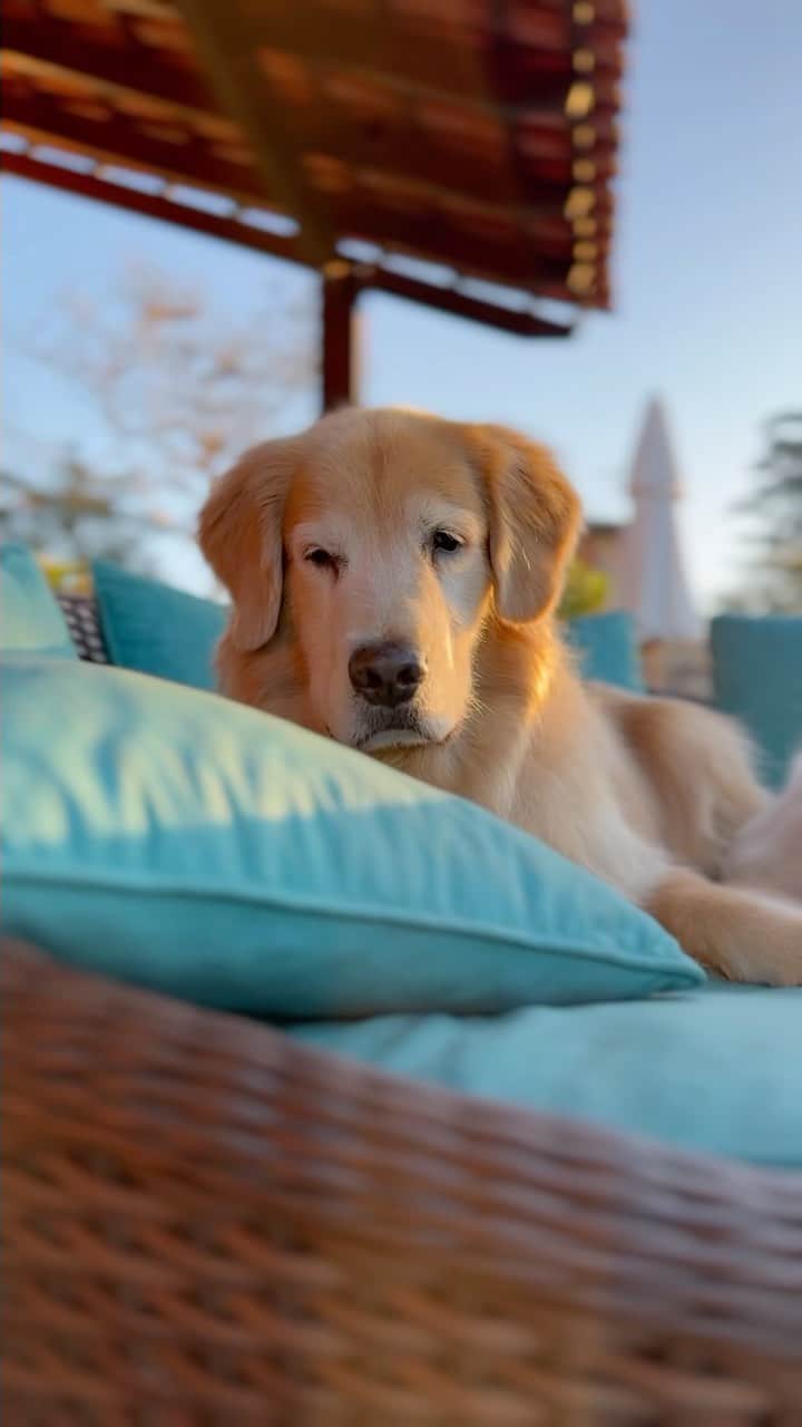のインスタグラム：「Marley foi um anjinho que passou por nossas vidas e hoje no dia do amigo eu não poderia deixar de homenagear ele que foi o nosso melhor amigo ❤️ E contar também pra vocês de forma bem resumida o que aconteceu com nosso baby 🫶 Hoje eu me reuni com a oncologista do @hospitalvetpaesdebarros, Dra. @jessica_sgarcia  E conversamos sobre os resultados finais dos exames do Marley, já que, realizamos na sexta (07) e ele nos deixou no sábado (8) O caso: em um check up de rotina foi detectado uma formação grande no baço e foi indicado a retirada do mesmo. O resultado da formação: Hemangiossarcoma, um tumor maligno agressivo e muito grave 😣 Havíamos agendado o início da quimioterapia para as semanas seguintes, porém o quadro dele piorou, houve queda de imunidade, aumento da pressão, crises com perda rápida de consciência e respiração ofegante. Com esses sintomas a equipe médica solicitou uma série de exames. O resultado: Haviam pontos de metástases no pulmão e fígado, e o agravante uma formação ligada ao coração que resultou em uma parada cardíaca levando nosso filhote a óbito 😭 Sobre os últimos dias; Eu como pai, sabia que Marley não estava bem, apesar de não aparentar em alguns momentos que estava doente. No sábado, dia em que partiu, logo pela manhã olhei pra ele e senti que ele não estava bem, foi quando tivemos aquela conversa, disse que não queria ver ele sofrendo, que ele poderia partir em paz, que ele foi  um filho maravilhoso e não merecia nenhum sofrimento, nesse mesmo dia tinha convidado alguns amigos queridos da família pra visitar ele, a noite foram chegando, Marley cumprimentou todos muito feliz, choramingou alto, e assim que todos chegaram ele começou a passar mal, carregamos ele até o carro e corremos pro hospital, infelizmente no meio do caminho ele parou de respirar 😭 e olhem só como ele era safado, eu estava no volante e ele deu o último suspiro no colo da tia @jackiesilvestre que estava com ele no banco de trás, só pra deixar o papito enciumado rsrs.  Só tenho a dizer que ele foi iluminado, partiu bem do jeitinho que conversamos, partiu tranquilo, como se estivesse dormindo, antes mesmo de passar por qualquer sofrimento que a doença traria 💔」