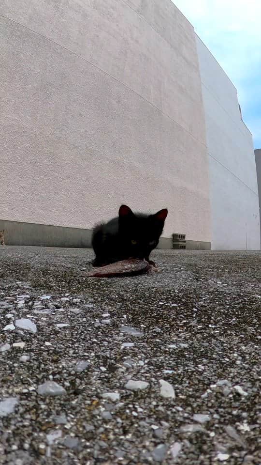 感動猫動画のインスタグラム：「魚食う子猫」