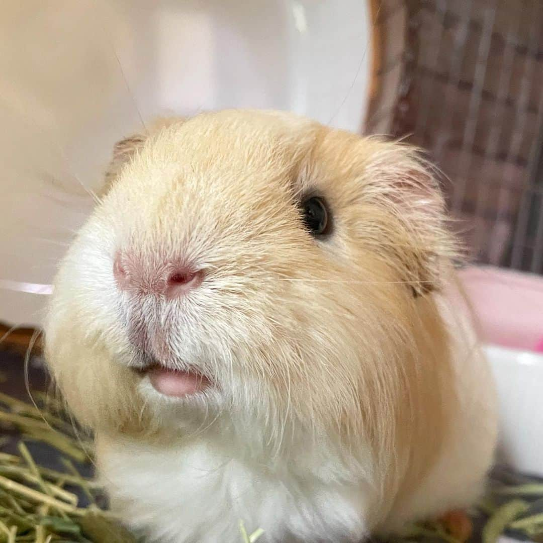 hamster_mocoのインスタグラム