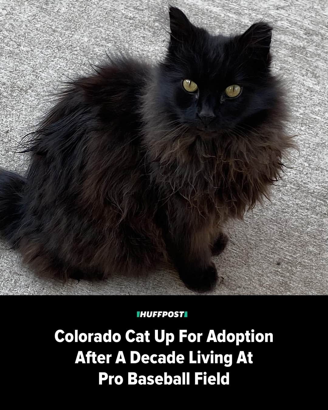 Huffington Postのインスタグラム：「A domestic medium hair cat who’s patrolled Denver’s Coors Field for over a decade is now looking for his new home.⁠ ⁠ The Animal Rescue of the Rockies caught cat lovers’ attention when it put up a listing for a feline named Smokey, also known as Midnight or, more famously, the Coors Field cat.⁠ ⁠ The listing explains why Smokey is ready to retire from the Colorado Rockies’ stomping ground, where a team of caretakers have been looking after him since he wandered onto the field years ago.⁠ ⁠ After seasons of sunning on the field and chasing mice, he’s hunting for a “permanent indoor home” for his “golden years.”⁠ ⁠ “Smokey is starting to slow down,” the post reads. “He’s not as active as he used to be, and he’s starting to have some health problems. His primary caretaker has taken him to her home for now to keep a better eye on his health, but Smokey is looking for a permanent indoor home now that he’s retiring from his unofficial post as head of pest control for Coors Field.”⁠ ⁠ “He would be a great companion for someone who loves cats and who has the patience to give him time to settle in to his new life,” the listing says.⁠ ⁠ In a subsequent update, the rescue said it’s been inundated with applications for the furry baseball fan. The group thanked potential pet parents for all their interest, and listed several other cats who are also looking for loving owners.⁠ ⁠ Smokey won’t be the first fine feline friend to find his forever home after time in the outfield. Read more at our link in bio. // 📷 Animal Rescue of the Rockies // 🖊️ Kelby Vera」