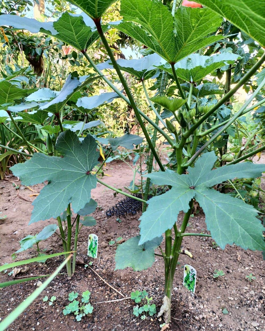 佐藤弥生さんのインスタグラム写真 - (佐藤弥生Instagram)「🍅 昨日の朝はいつもより少し早くお庭に出ました☘️ ☀️朝の太陽を浴び深呼吸〜 さぁて完熟トマトの収穫だ♪ 沢山採れたのでお土産用にしましょう✨ 勿論、朝ご飯にも食べましたよ！ きゅうりはもう少し太っちょさんにして、モロヘイヤはまだですね！オクラは2日位かな？ 毎日観察していると、収穫時期も読めるようになってきました！w 来年は、ナスとかパプリカも作りたいな😆 1枚目の右にあるのは大きなカリカリ梅です！ 新鮮な青梅と塩で作るのですが、酸っぱくて美味〜♪ うるさい位カリカリしてますw 箸休めにもなるし、タルタルソースや炒飯とかにも入れると美味しいのよね〜❗️ 無農薬の朝採りトマトは皆んな喜んでくれる🍅🍅🍅 素敵な金曜日をお過ごしください😊 #無農薬栽培#オーガニックトマト#やよいの庭#手作りカリカリ梅#大きなカリカリ梅」7月21日 9時35分 - yayoyayo_s