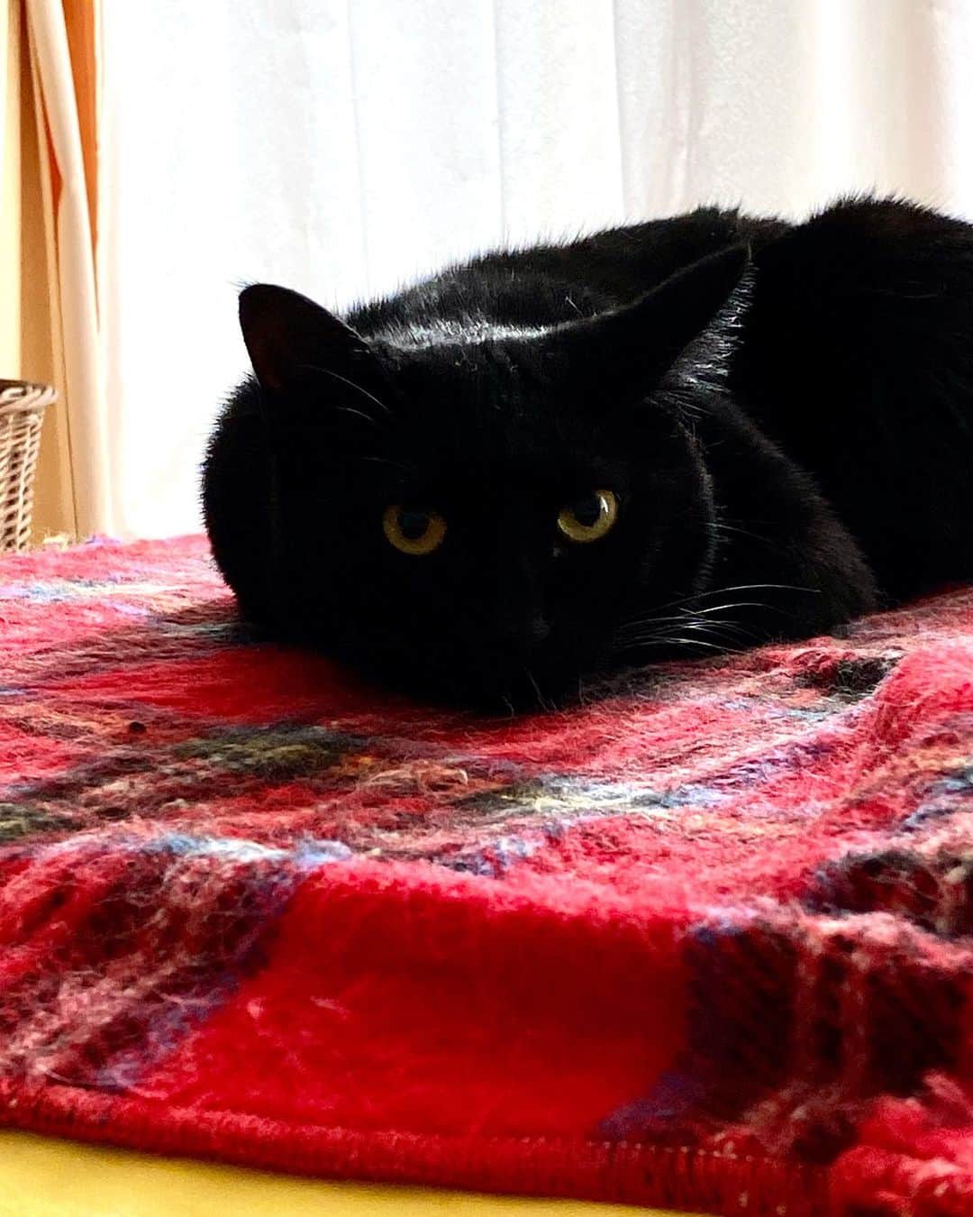 佐伯紅緒のインスタグラム：「今日のさくら。 電気毛布を片付けると怒るので、今だにソファの上に敷いたままです。 もちろん電源は入れてません💦  今日は少しだけ過ごしやすそうです。 ここ数日体調を崩す方が多いですが、皆さま、どうかご自愛くださいませ。  #cat #turkishangora  #laparm #ターキッシュアンゴラ #ラパーマ #猫 #ねこ #ネコ #ねこすたぐらむ  #株式会社ファイブキャッツ #ねこあつめ #保護猫 #黒猫部 #靴下猫部 #三毛猫  #ネコメンタリー #ネコメンタリー猫も杓子も」