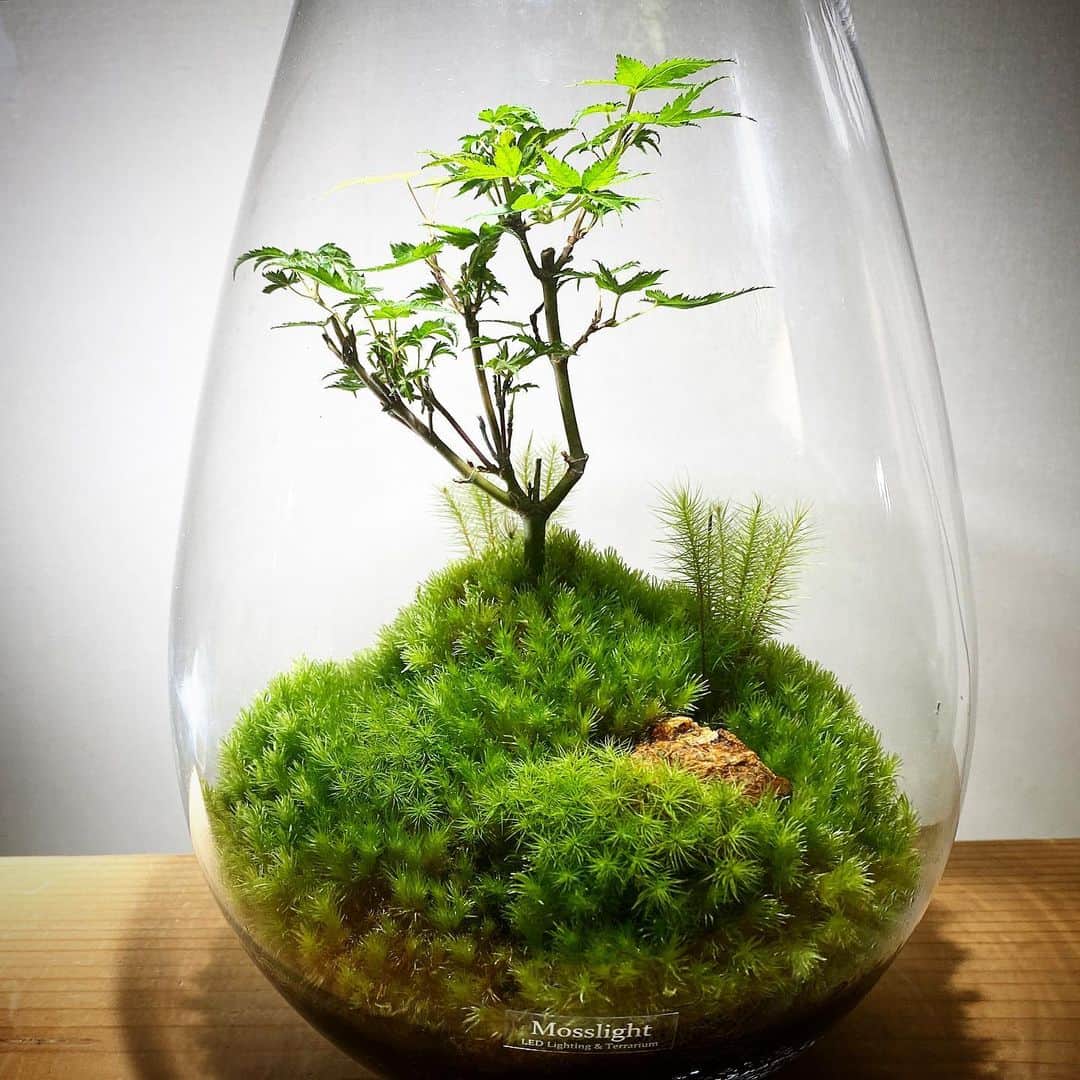 Mosslight-LEDさんのインスタグラム写真 - (Mosslight-LEDInstagram)「Mosslight  #mosslight #モスライト  #terrarim#テラリウム #moss#苔#コケ#paludariums #パルダリウム #terrariums#terariums #terariumdesign #lightart」7月21日 9時44分 - mosslight1955