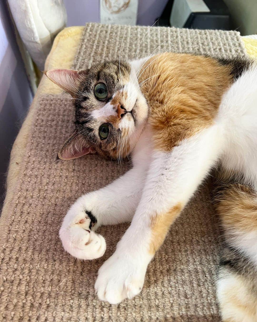Kachimo Yoshimatsuのインスタグラム：「グラビア担当  #うちの猫ら #猫 #castella #ねこ #ニャンスタグラム #にゃんすたぐらむ #ねこのきもち #cat #ネコ #catstagram #ネコ部 http://kachimo.exblog.jp」