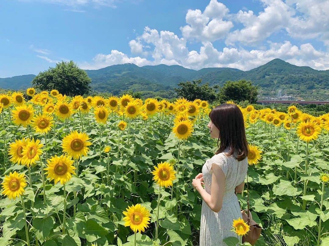 白木愛奈さんのインスタグラム写真 - (白木愛奈Instagram)「梅雨明けが発表され、真夏が到来☀️ (もうすでに暑いですが…)  お休みの日に、青空に映えるひまわり🌻を見に行ってきました😊 ちょうど見頃で、太陽の方を向いて元気に咲いているひまわりに元気をもらいました〜！  夏は、お祭りも花火も海のイベントも夏休みも誕生日もあるので1番大好きな季節です🍧わくわくします😊  今年もたくさん夏を見つけたいです✨️  #ひまわり畑 #花めぐり #夏 ！」7月21日 10時28分 - shiraki_mana