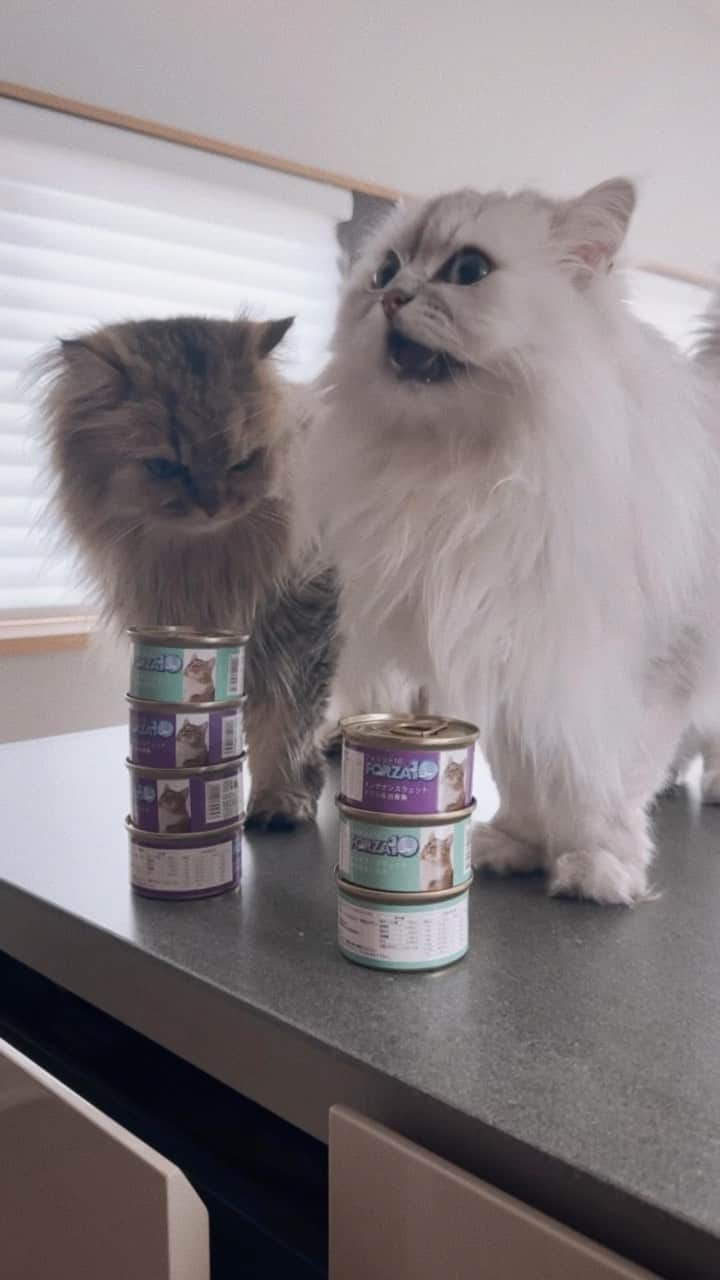 兄弟猫と私と夫の2トムのまいにちのインスタグラム：「今日の朝ごはんは マグロかな、サバかな。  ほしいね、ごはんね。 はよーーー。  cat#cats#catstagram#catstagram_japan#instacat#cutecat#cutepetclub#bestcats#world_kawaii_cat#catoftheday#meow#bestmeow#TheDailyKitten#ねこ#ネコ#猫#ねこ部#ふわもこ部#pecoねこ部#みんねこ#チンチラ#チンチラゴールデン#チンチラシルバー#ペルシャ#ふぅ豆#みぃ豆」