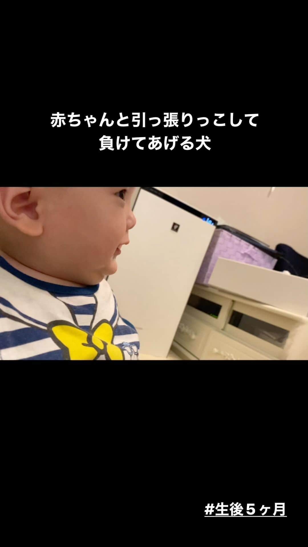 玉木碧のインスタグラム：「最近ハクと遊ぶのにハマって来た様子🌝  #赤ちゃん #生後5ヶ月 #日本スピッツ #ハク #2歳 #赤ちゃんと犬  #癒し」