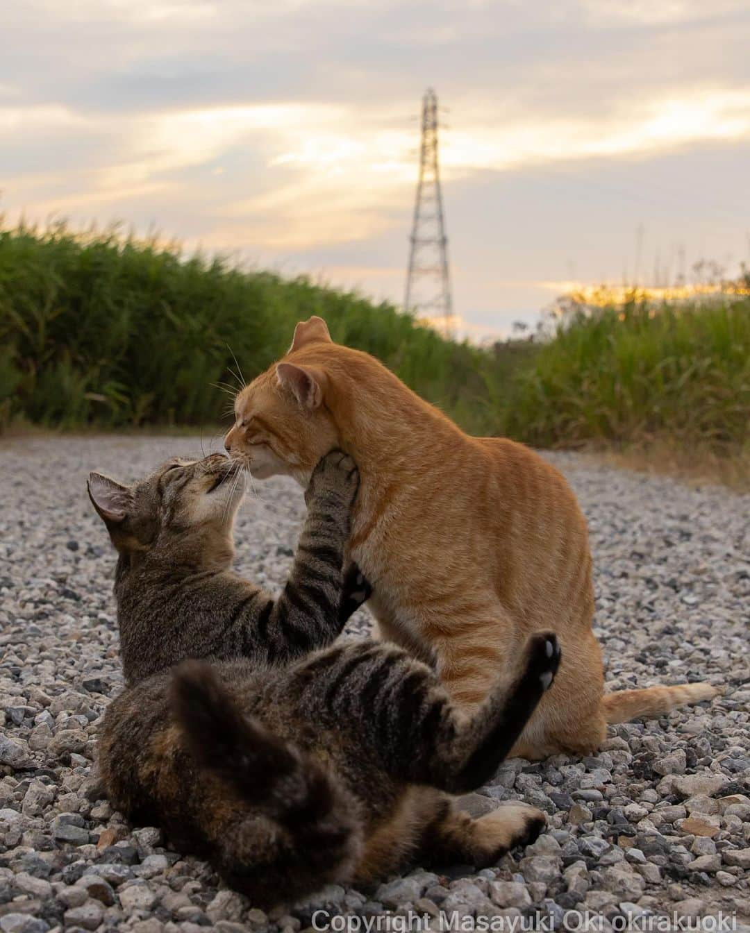 Masayukiさんのインスタグラム写真 - (MasayukiInstagram)「思いを伝える。  #cat #ねこ #猫 #東京カメラ部 #nekoclub  #mmgtw #my_eos_photo  #yourshotphotographer」7月21日 12時33分 - okirakuoki