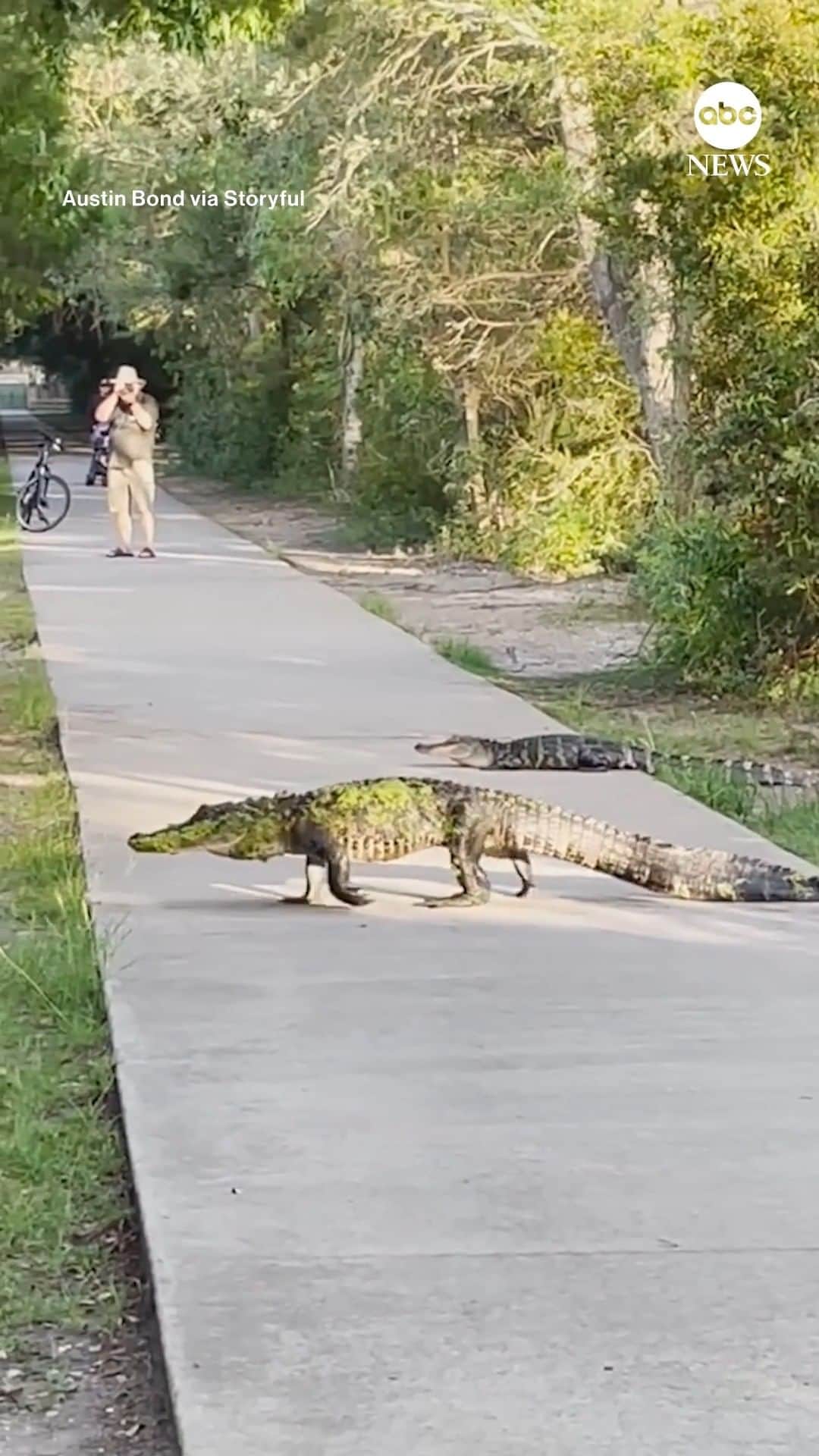 ABC Newsのインスタグラム：「WHY DID THE ALLIGATOR CROSS THE ROAD? A pathway in a South Carolina state park lived up to its "Alligator Alley" nickname as multiple gators stepped out from the woodwork to cross the walkway. See more amazing animals at LINK IN BIO.」