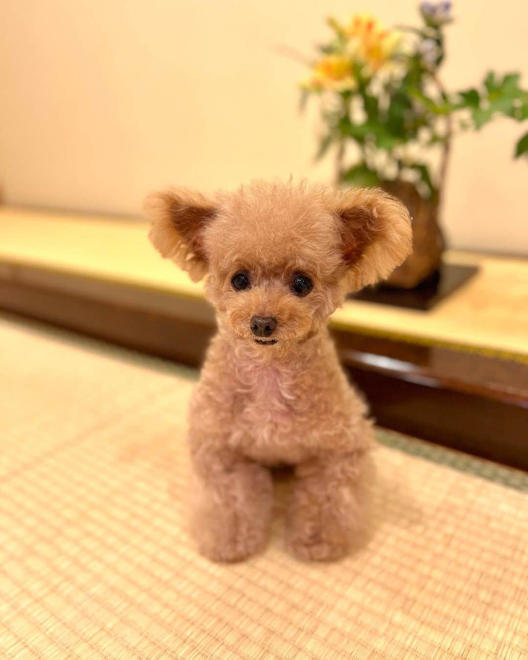 のインスタグラム：「座敷ワンコ😁  #プードル#トイプードル#ティーカッププードル#犬#poodle#teacuppoodle#toypoodle#dog#dogstagram#instadog#푸들#caniche#Pudel#貴婦狗#animalsco」