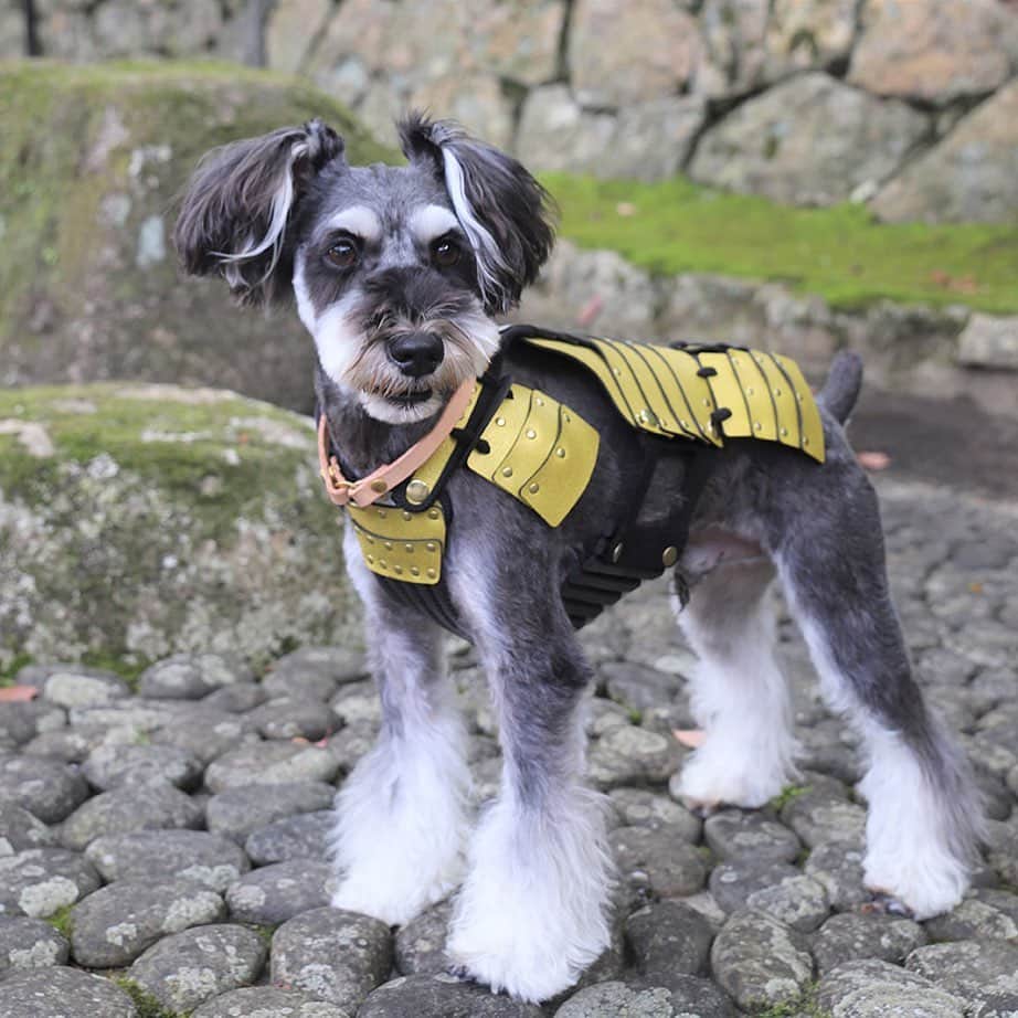 愛知県田原市のインスタグラム：「Pets can also wear armor！ ＊ ペットも鎧を着てみよう  カッコいい鎧 ペットも体験できます  #田原市わんこ広報サポーター #田原犬#秋翔くん も着てみたよ！ かっこいいね！  #田原市博物館  では、博物館に入館された方を対象に、ペット用の鎧の貸し出しを行ってます！ 鎧を着たペットと田原城址内を散策できます！  2023年8月31日まで開催中！ ぜひ出かけてみてねー！  ︎︎︎︎☑︎リードを離さない ︎︎︎︎︎︎☑︎トイレ💩は持ち帰る マナーを守って楽しく出かけてね！  田原犬の秋翔（しゅうと）です。 田原市わんこ広報サポーターとしてたはら暮らしを紹介します！  Hi! I am Shuto! I live in Tahara city. I am a public relations supporter of Tahara City！  @tahara_municipal_museum   #たはら暮らし#渥美半島#田原市#田原#伊良湖岬#伊良湖#サーフィン#波#海のある暮らし#tahara#irago#summer#surfing#田舎暮らし#日々の暮らし#休日の過ごし方 #igers #igersjp #scenic_jp #instagramjaran#たはら暮らしわんこ#広報サポーター#田原犬#わんことおでかけ」