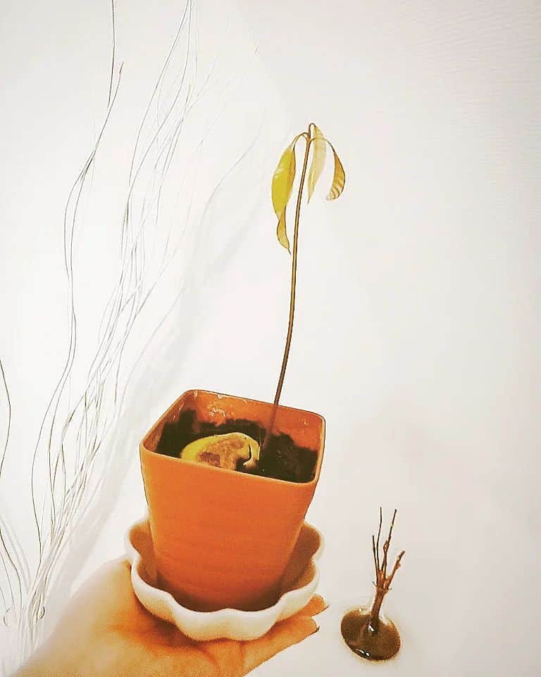瓜田純士さんのインスタグラム写真 - (瓜田純士Instagram)「ウリラーから頂いたマンゴー🥭  種をお水で育てたらここまで大きくなってくれたので今日から土のお家にお引越しです𖤣𖤥𖠿‪🌱‬𖤣𖤥  無事に大きく育ちますよーに (❁∩´ω`)⊃━☆゜.*・。  ⁡ ⁡#命 #家族⁡ ⁡#観葉植物」7月21日 13時17分 - junshi.reiko