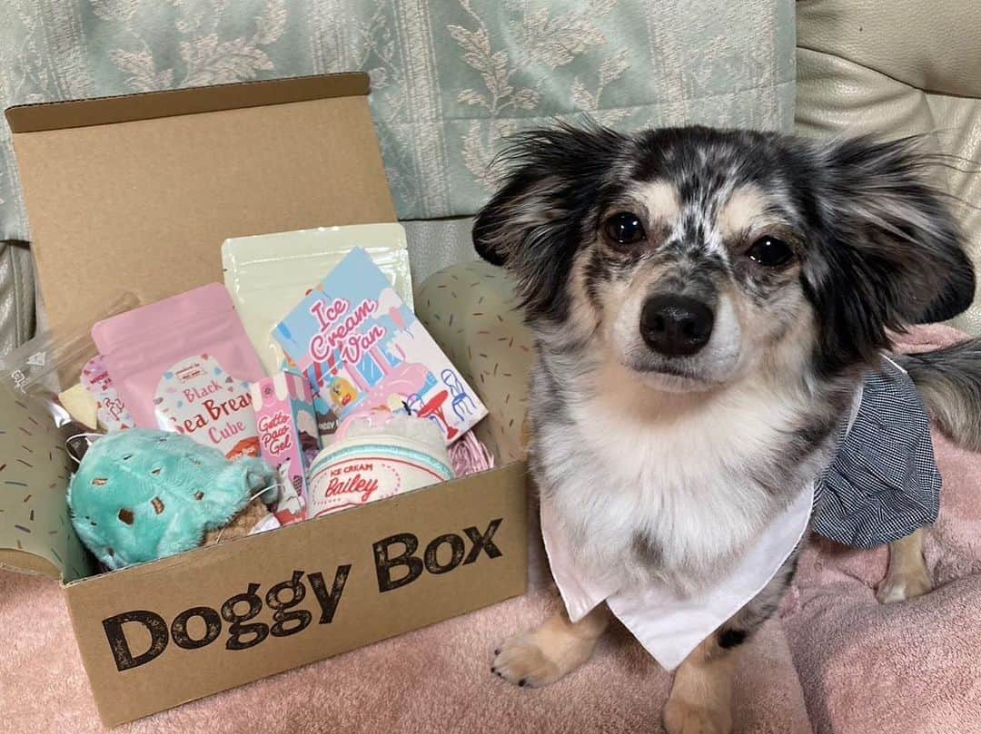 藤江れいなさんのインスタグラム写真 - (藤江れいなInstagram)「♡ 今月のDoggy Box🐶 今の季節にぴったりにアイス🍨  アネラさんはフリーズドライの りんごがお好みの様でした🍎 今回も嬉しいね、あねさん！  🎁▶︎ @doggybox_jp  🐶▶︎ @ane.love0328   #doggybox #ドギボ #pr #犬のいる暮らし  #チワックス #シルバーダップル」7月21日 13時26分 - 01nyan0201