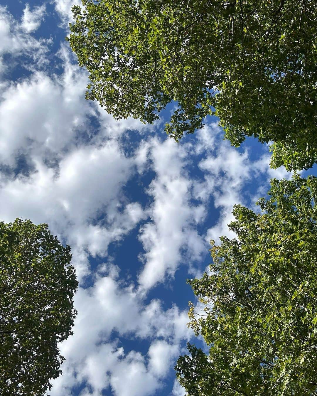 ジスのインスタグラム：「나무 좋아 🌳 구름 좋아 ☁️」