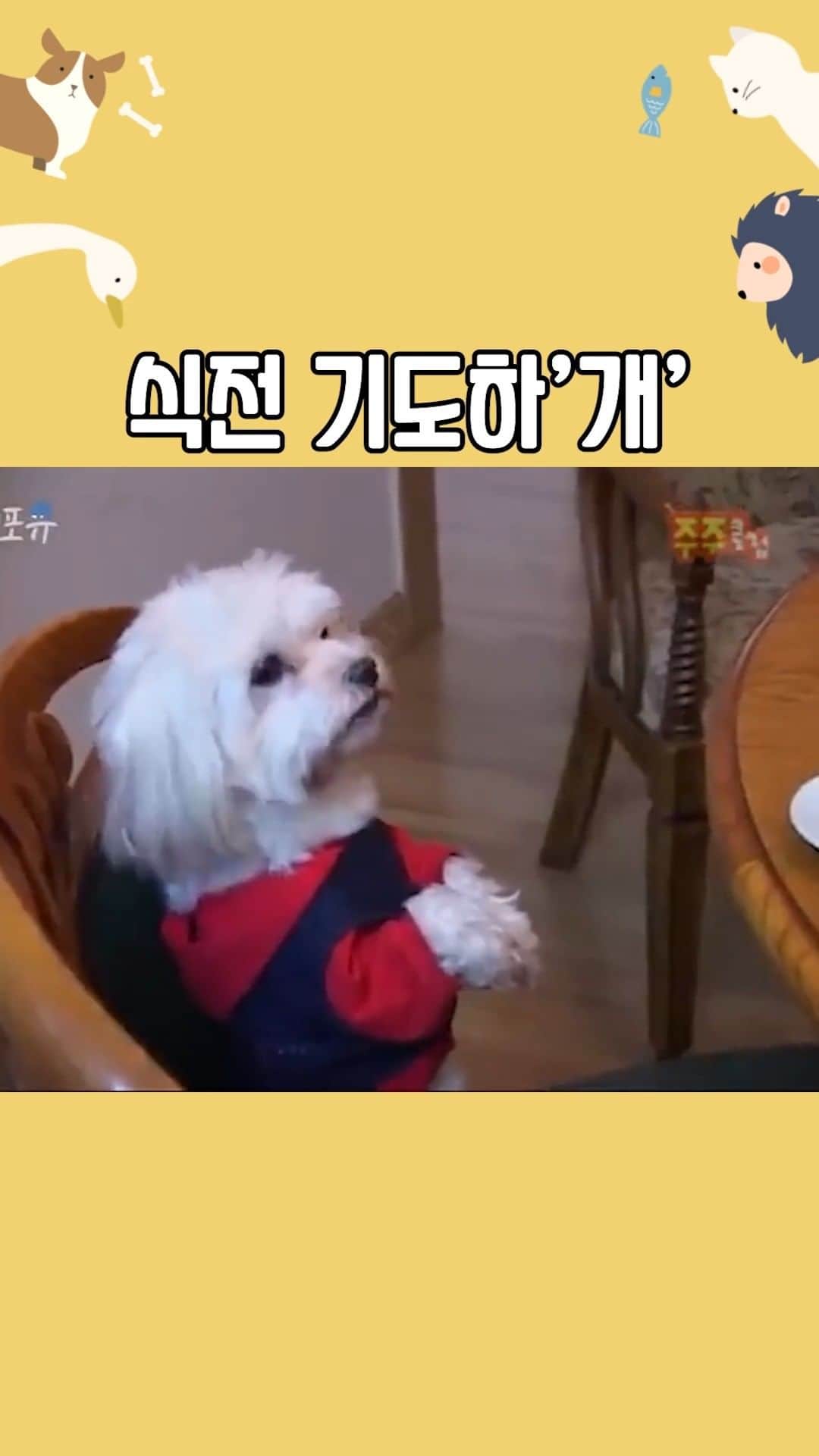 AS4Uのインスタグラム：「식전'기도' 고집하는 천주교 강아지  ✅원본 영상 ➡️https://youtu.be/7PO_E-WlO3E ✳️ 방송 정보 : 주주클럽 (2007.02.04)  #개 #기독교 #동물 #애니멀포유」
