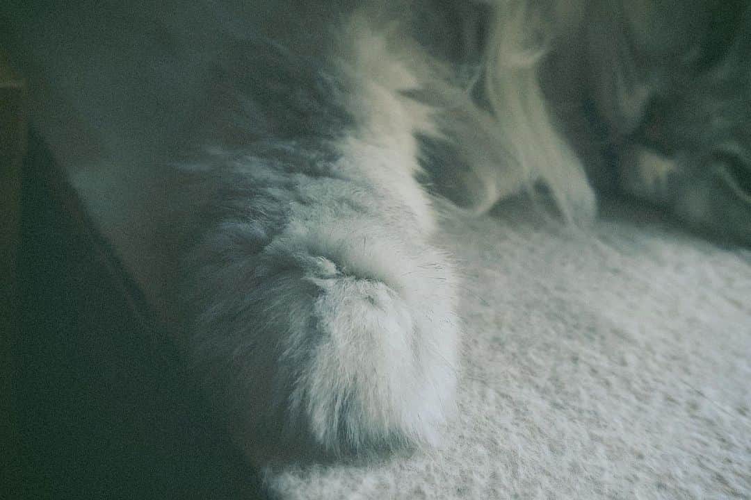 佐藤乃莉のインスタグラム：「モフ  もふ  🧶🐑  #cat#love#チンチラ#ペルシャ」