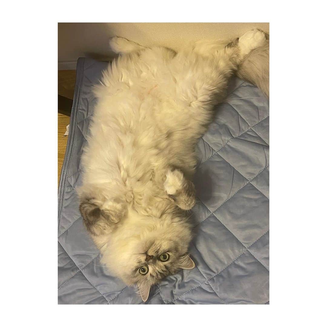 五十嵐裕美さんのインスタグラム写真 - (五十嵐裕美Instagram)「猫の舌しまい忘れ 本当に可愛いよね。」7月21日 14時55分 - hiromi_ig
