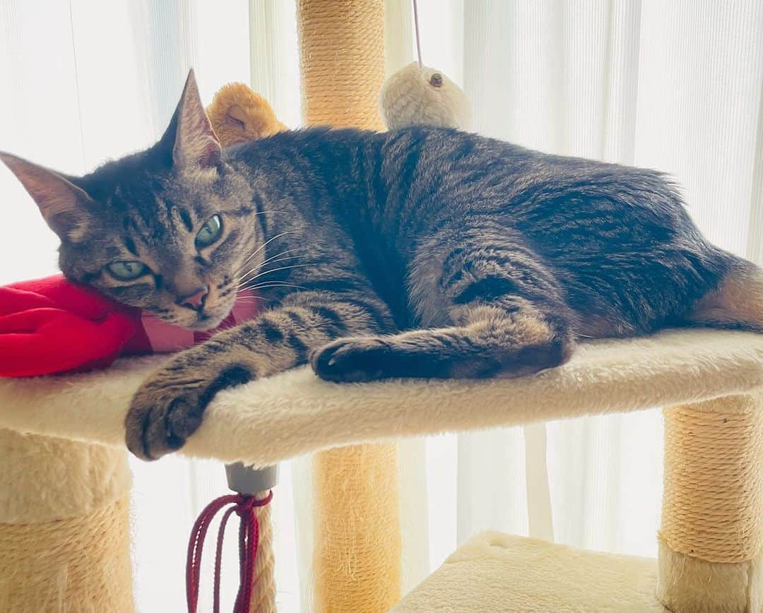 小嶋晶子さんのインスタグラム写真 - (小嶋晶子Instagram)「It’s too hot today!🐈☀️🐾🥵 #cat #cats #browntabby #tortoiseshell #tortoiseshellcat #catstagram #neko #nekostagram #ねこ #ねこ部 #ねこすたぐらむ #ネコ #ネコ部  #キジトラ #キジトラネコ #キジトラ部 #かぎしっぽ #かぎしっぽ猫部 #カギしっぽ #カギしっぽ猫 #お腹ハゲてる #足の裏もハゲてる #サビ #サビ猫 #さび猫 #さび猫女子 #さびねこ部」7月21日 15時32分 - kojimamajiko