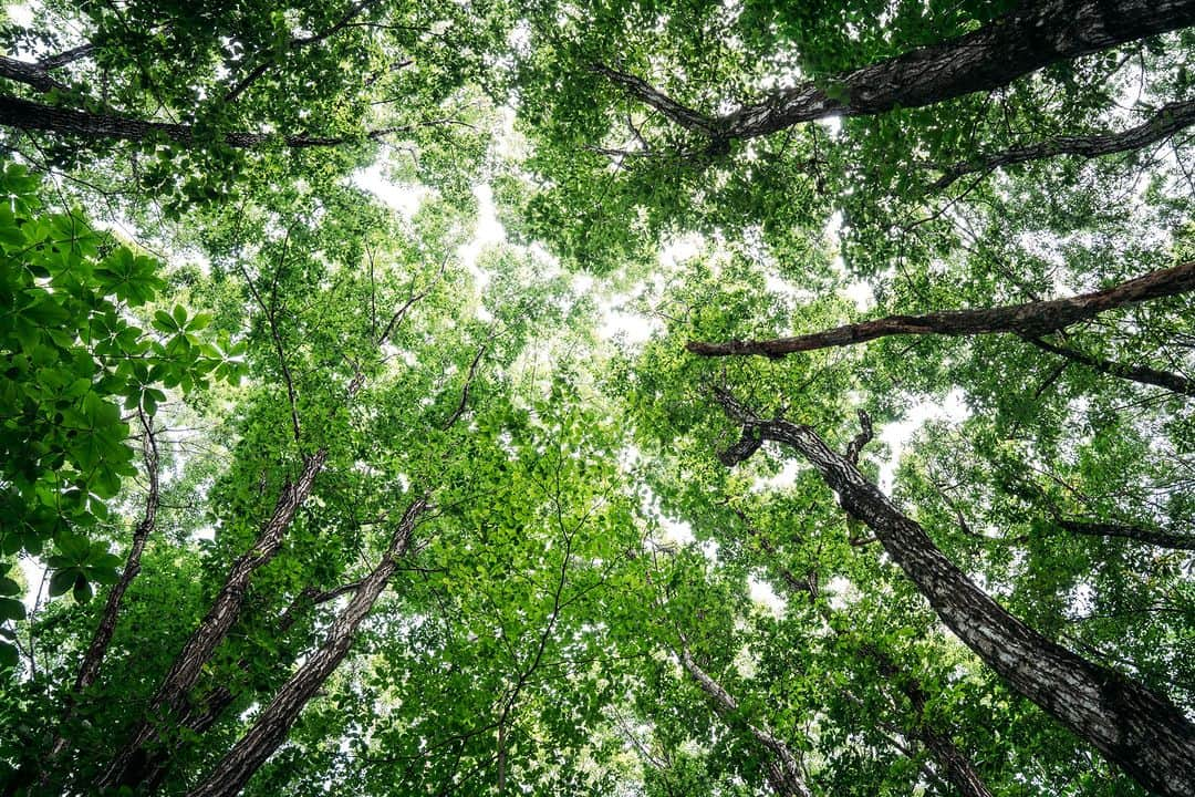 Grand Seikoさんのインスタグラム写真 - (Grand SeikoInstagram)「With each summer day, the Iwate countryside grows warmer. Invigorated by the sweet smell of lush green trees and the sounds of nearby fauna, the artisans of the Grand Seiko Studio Shizukuishi are earnestly engaged in their craftsmanship. #grandseiko #aliveintime #mechanicalwatch #grandseikostudioshizukuishi」7月21日 15時50分 - grandseikoofficial