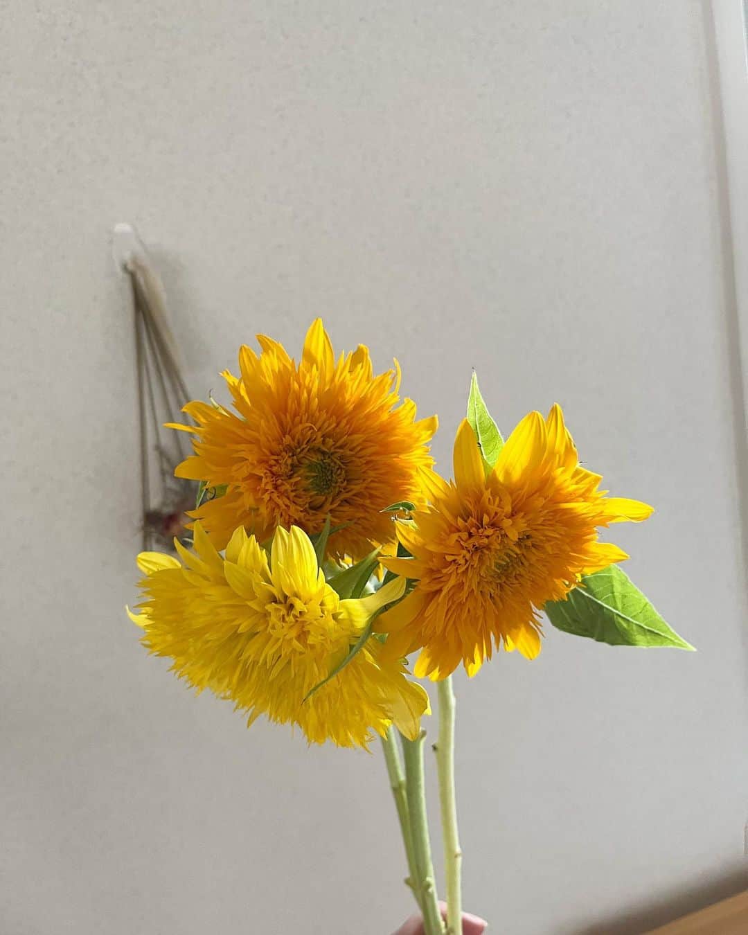のインスタグラム：「.  .  .  向日葵🌻  たくさん種類あって可愛かった〜〜！」