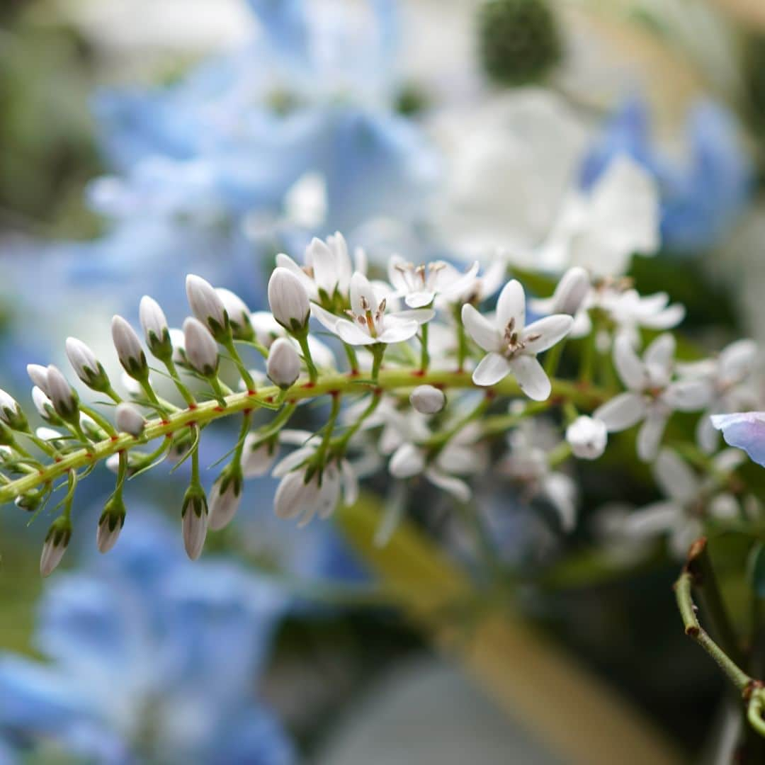 AOYAMA_HANAMOさんのインスタグラム写真 - (AOYAMA_HANAMOInstagram)「透け感のある花びらと、ブルーの花色が涼しげなデルフィニウム。 デルフィニウム（Delphinium）の語源は、ギリシャ語でイルカを意味する「Delphis」。 咲く前のつぼみの形がイルカに似ていることから、その名前がつけられたと言われています。 天然で青い色素を持つ切り花の種類はそれほど多くないので、青い花束やアレンジメントを製作する際はとても重宝する花材です。 ・ 透明感のあるデルフィニウムはこの時期おすすめの花。ぜひ、皆さまもお楽しみください。 - - - #aoyamahanamo #青山花茂 #お花のある生活 #花が好きな人と繋がりたい #花を飾ろう #花のある暮らし #花のあるくらし #花のある日常 #癒しの花 #季節の花 #旬の花 #花とおうち時間 #花贈り #フラワーギフト #花の贈り物 #アンスリウム #リシマキア #デルフィニウム #ブルーベリー #ロシアンオリーブ #スモークグラス #グリーンスケール #ナルコユリ #エリンジューム #ブーケ #ナチュラルブーケ #クラッチブーケ #夏の花 #夏の花束 #夏のブーケ」7月21日 18時00分 - aoyama_hanamo