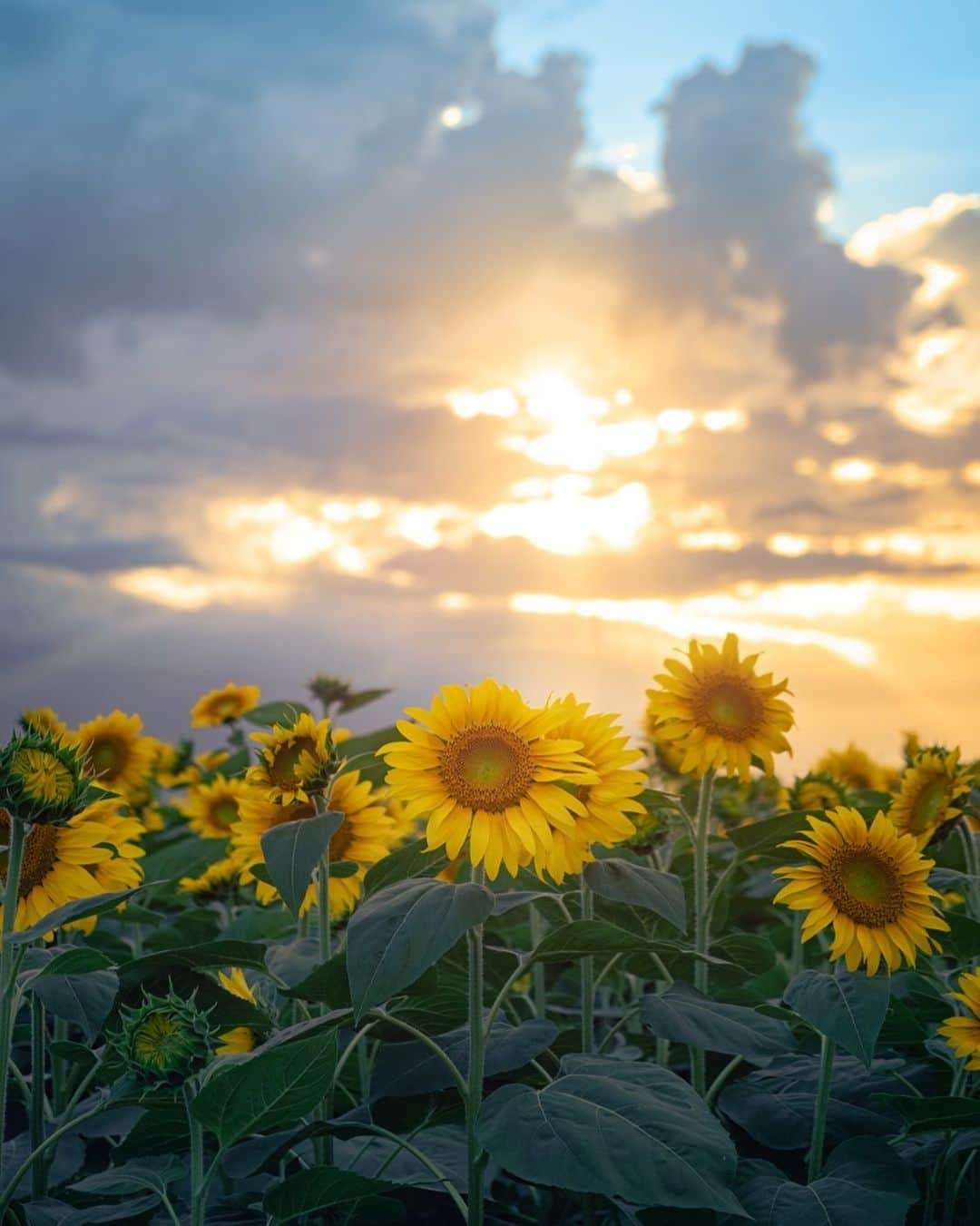 国分真央のインスタグラム：「. 今日もお疲れさま 🌻 𓂅  ⁡」