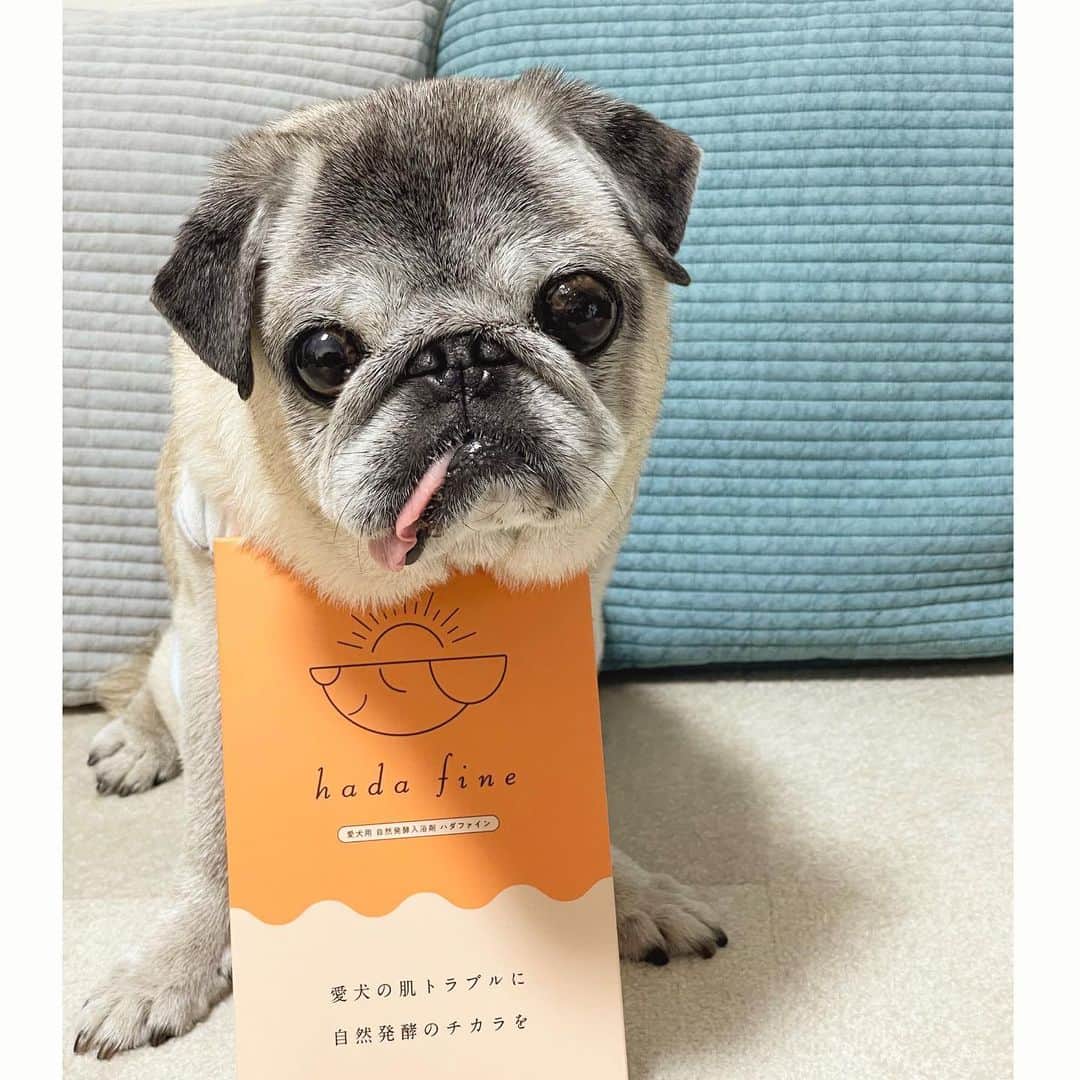 のインスタグラム：「Hachibei♨️ * * はっちゃん 手早くハダファインの お風呂に入って さらふわです〜☺️ @hadafine  * * ハイシニアのはっちゃん なるべく短時間に済ませたいので 炭酸泉→ハダファインの お風呂ルーティーン🛀 (ブツブツあるときは 部分的にシャンプーします) * *   #ほぼ黒パグ #おじいちゃん犬 #16歳10か月  #pug #puggy #puglife #puglove #petstagram #pugstagram #pugsofinstagram #pugs #dog #八兵衛 #はちべえ」