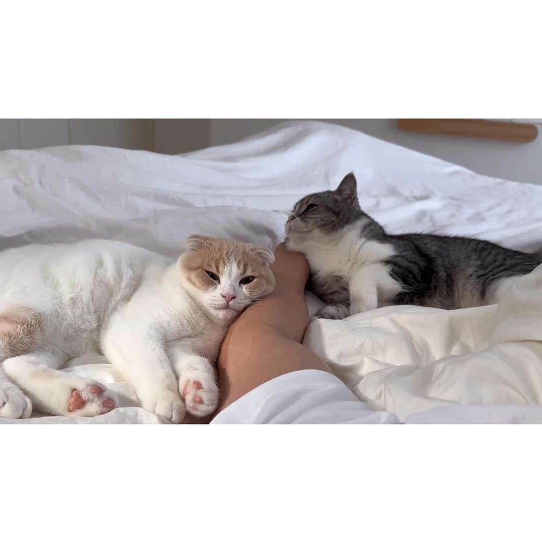 もちまるさんのインスタグラム写真 - (もちまるInstagram)「お昼寝してたら腕枕してきた猫たち」7月21日 18時04分 - catmotimaru