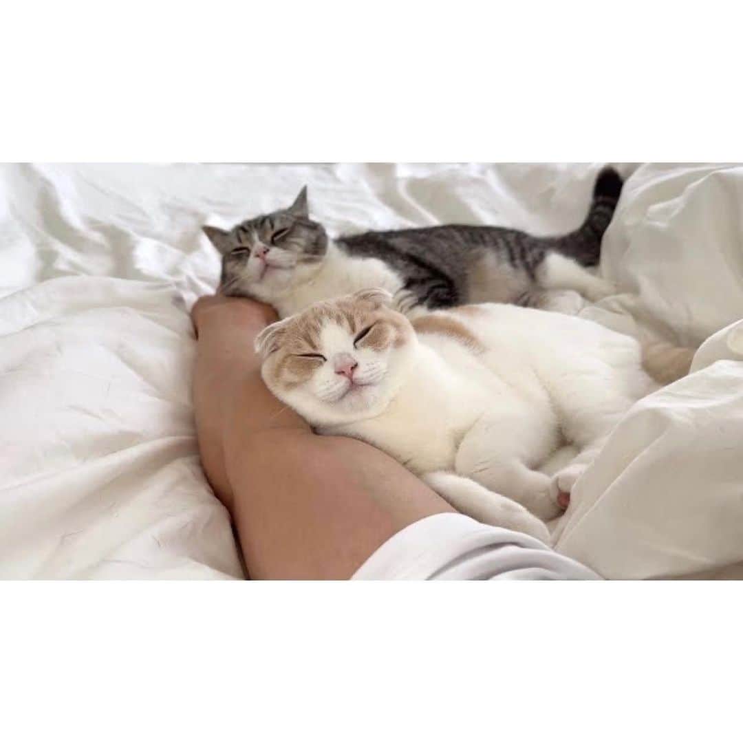 もちまるさんのインスタグラム写真 - (もちまるInstagram)「お昼寝してたら腕枕してきた猫たち」7月21日 18時04分 - catmotimaru