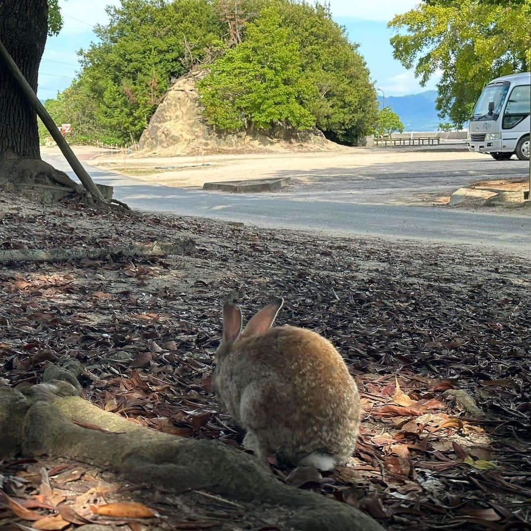 佐々木舞夕さんのインスタグラム写真 - (佐々木舞夕Instagram)「___🐇🏝️  大久野島🐇  ずっとYouTubeとかで見てて行ってみたかった所🩵  うさぎちゃん🐇たくさんいた！！ 走り回ったり穴掘ったり🕳️ 近づいてきたりにおいを嗅いだり可愛かった💓  #大久野島 #うさぎ島 #うさぎ #竹原市 #大久野島休暇村  #野うさぎ #ふれあい体験」7月21日 18時04分 - truffe_m_123