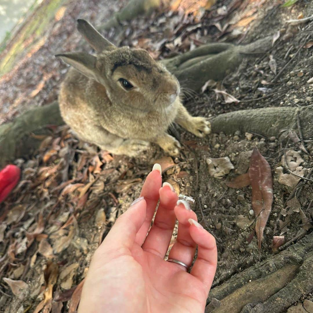 佐々木舞夕さんのインスタグラム写真 - (佐々木舞夕Instagram)「___🐇🏝️  大久野島🐇  ずっとYouTubeとかで見てて行ってみたかった所🩵  うさぎちゃん🐇たくさんいた！！ 走り回ったり穴掘ったり🕳️ 近づいてきたりにおいを嗅いだり可愛かった💓  #大久野島 #うさぎ島 #うさぎ #竹原市 #大久野島休暇村  #野うさぎ #ふれあい体験」7月21日 18時04分 - truffe_m_123