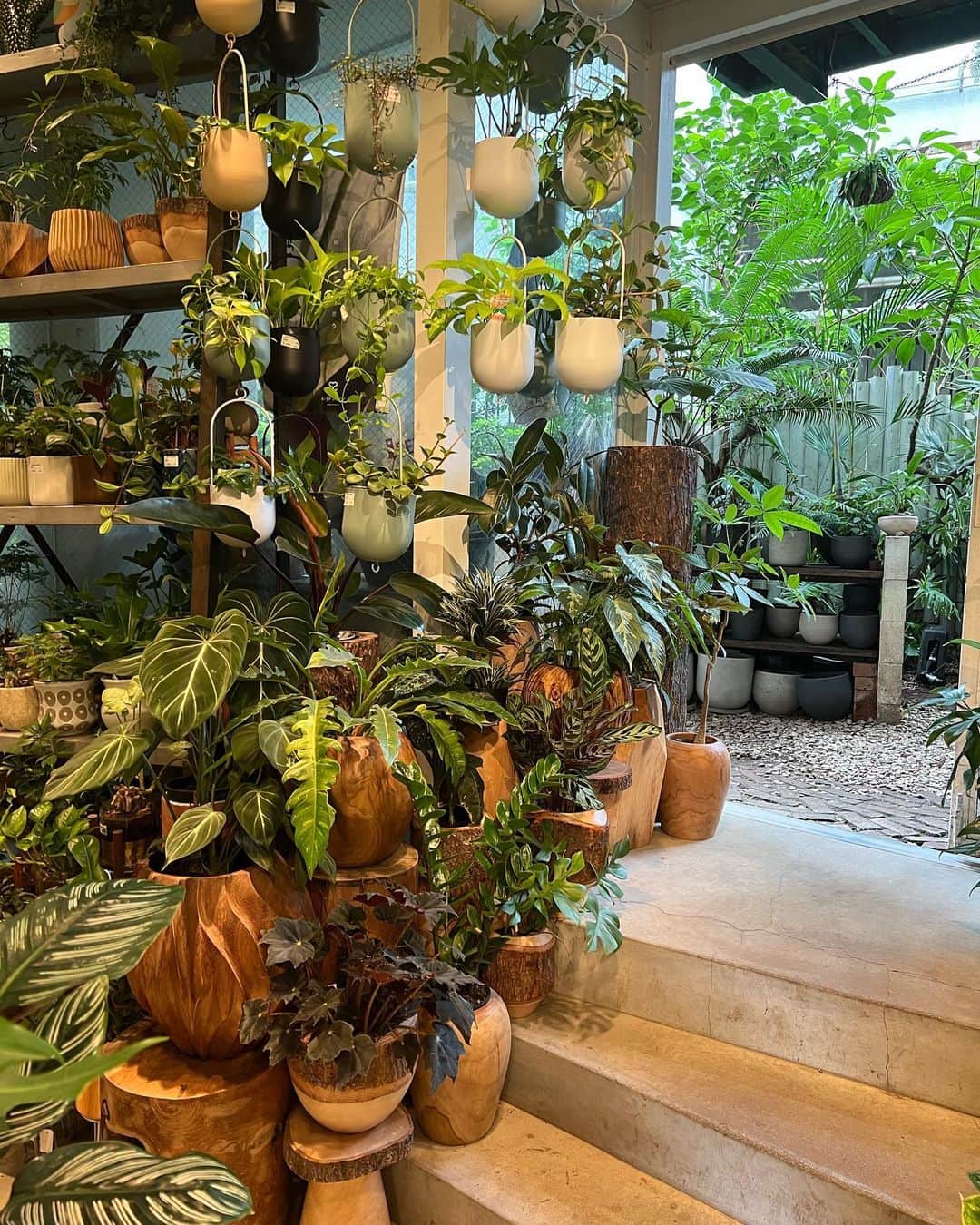 山田菜々のインスタグラム：「観葉植物迷子🥹🪴どうしよ」