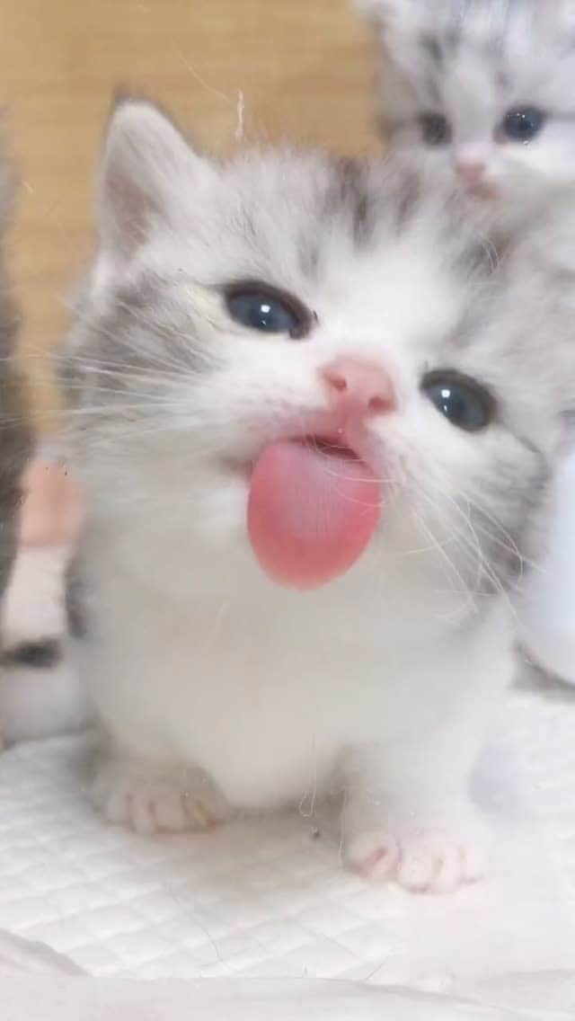 Aww Clubのインスタグラム