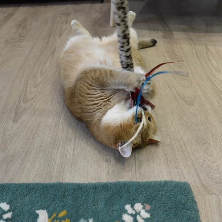 Hosicoのインスタグラム：「I play with feathers 🪶」
