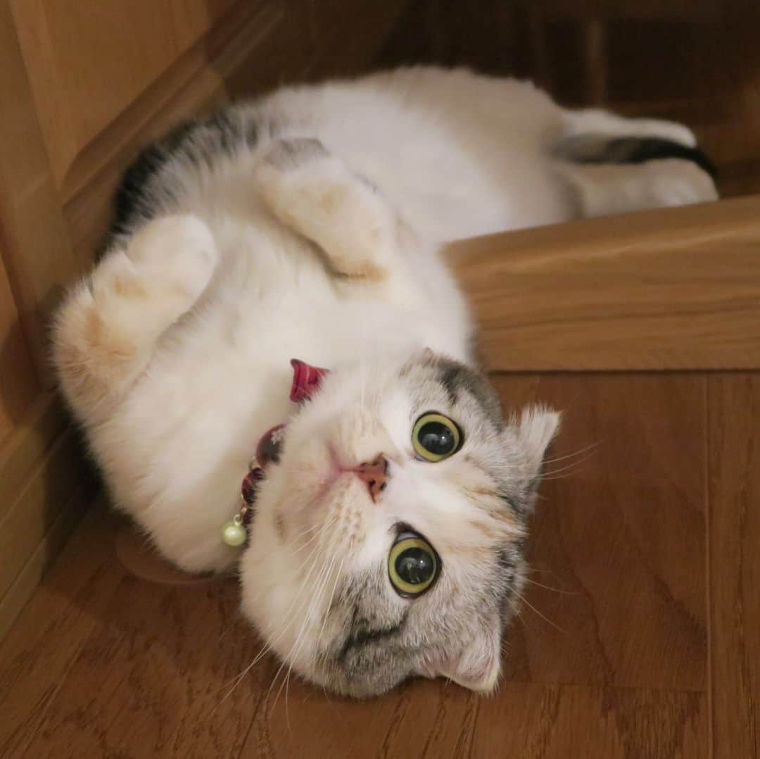 takegaeruのインスタグラム：「こちらもようやく梅雨明け❗️   #cat #scottishfold #猫 #スコティッシュフォールド #三毛スコ友の会」