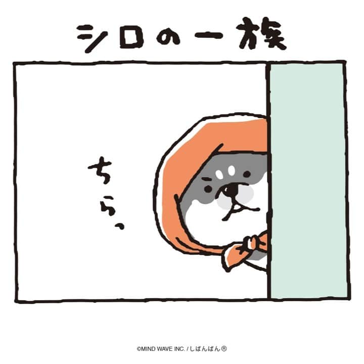 オオゴシヤステルのインスタグラム：「#しばんばんまんが 🟠第209話🟠  シロの一族  #今日のしばんばん #しばんばん #shibanban #むちころばんばん #muchicorobanban #微笑柴犬 #マインドウェイブ #mindwave #オオゴシヤステル #柴犬 #しばいぬ #shibainu #白柴 #もののけ姫 #モロ一族」