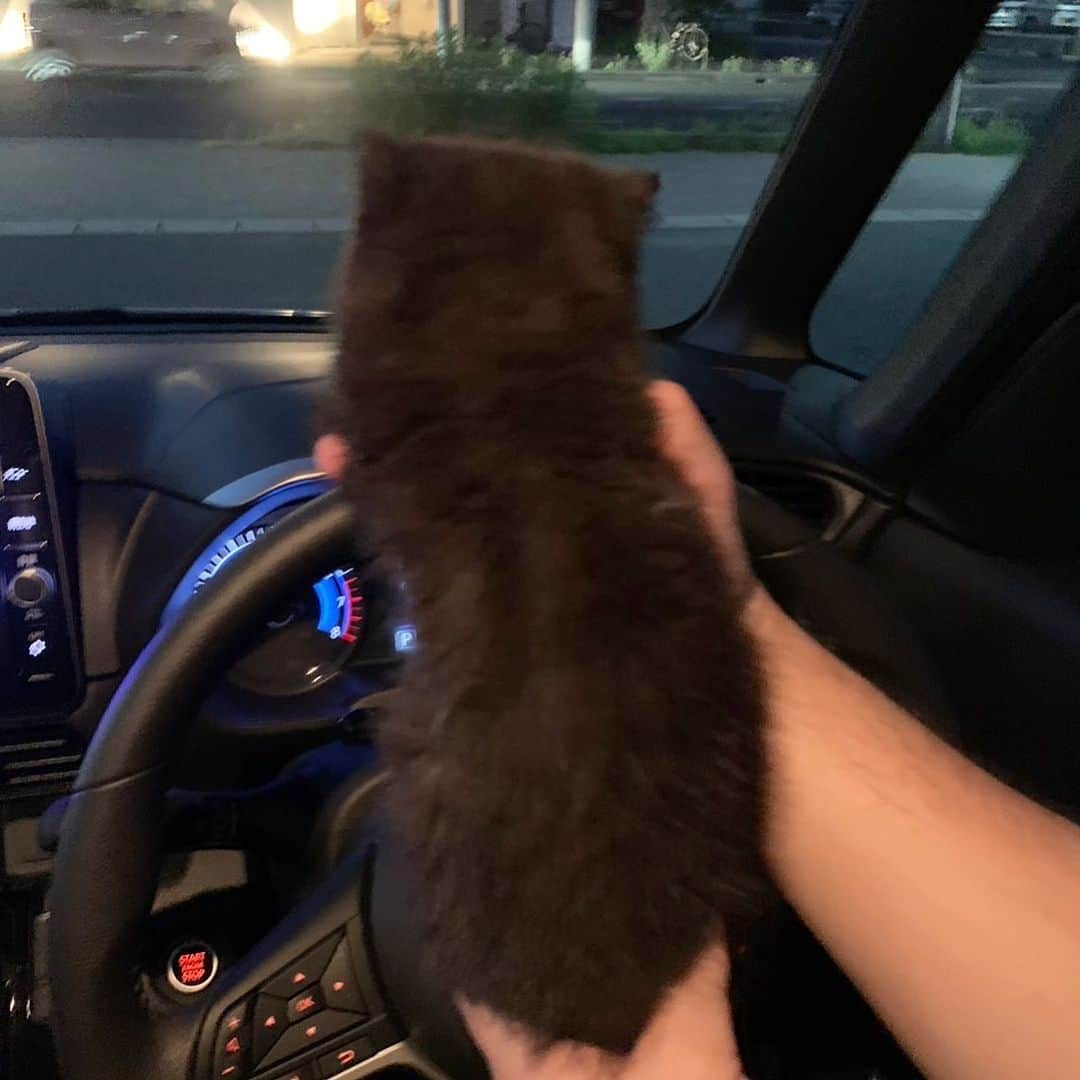 こちょねこ父さんさんのインスタグラム写真 - (こちょねこ父さんInstagram)「ヘイ👋そこの彼女 俺の車🚗のってかない〜💨 ・ #病院待ち #車の中で #大合唱 ・ #cat#cats#cute#catlover#catstagram#catsofinstagram#exotic#exoticcat#exotickitten#exoticshorthair#exoticshorthairkitten#ねこ#ねこ部#猫#エキゾチック#エキゾチックショートヘア#エキゾチックショートヘアー #子猫#仔猫#子にゃんこ#にゃんこ#ニャンコ#エキゾ」7月21日 19時55分 - gongon419