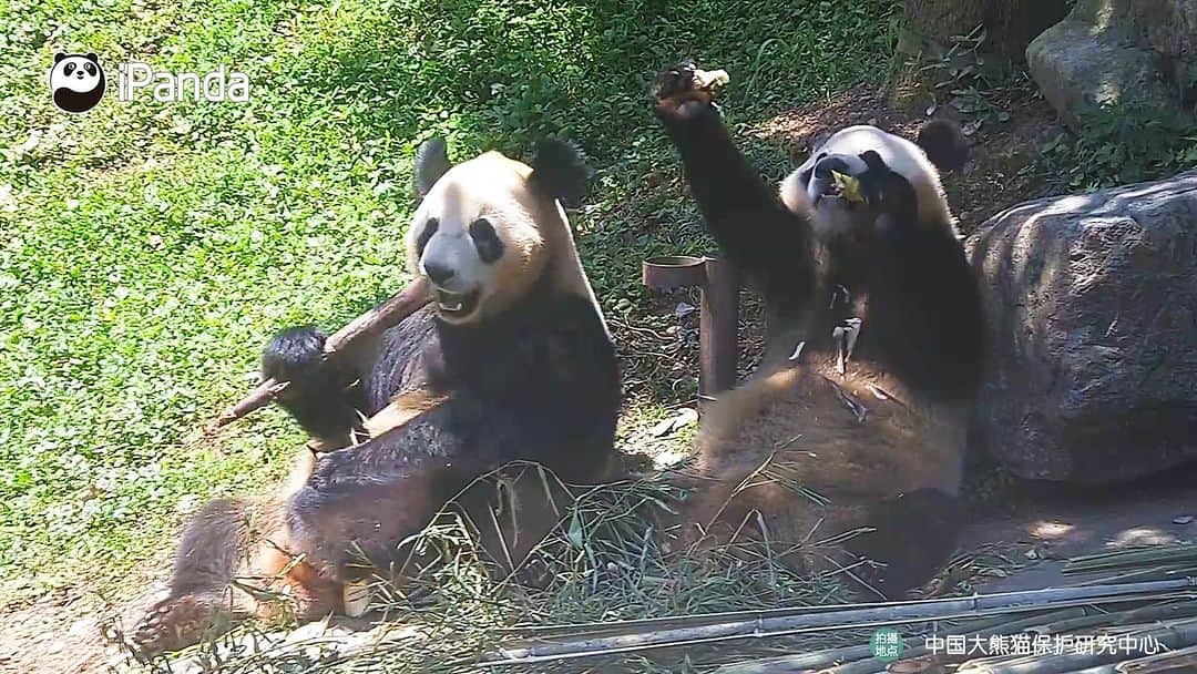 iPandaさんのインスタグラム動画 - (iPandaInstagram)「I’m raising the bamboo shoots ...